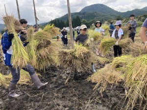 21年目の稲刈り交流会2026・秋(9/26(土))　参加者募集中‼　(9/18まで申込)